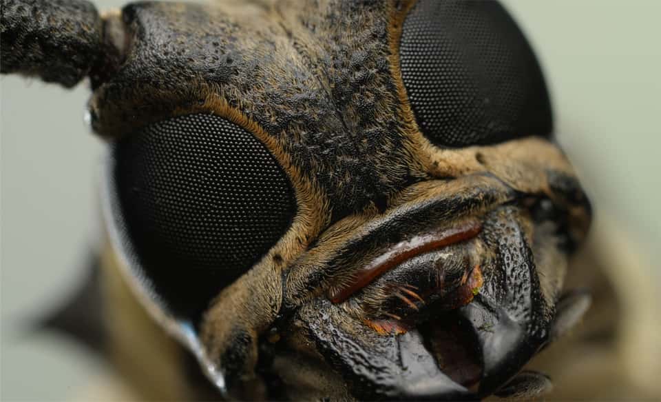 FE 100mm F2.8 Macro GM OSS | SEL100M28GM | Sony Ukraine
